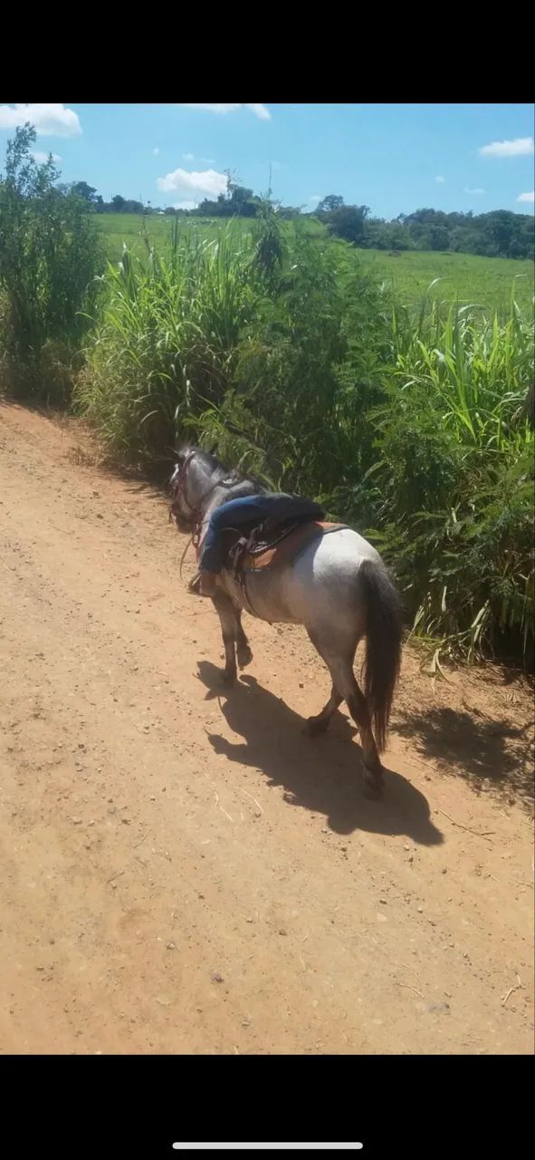 Pônei super mansa  - Foto 4