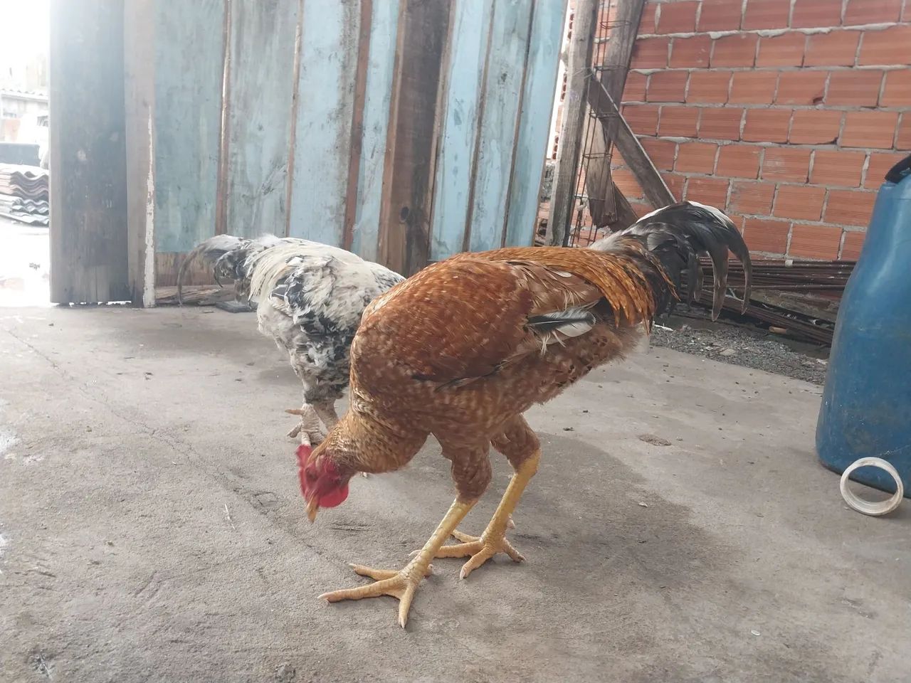 Galo índio gigante  - Foto 5