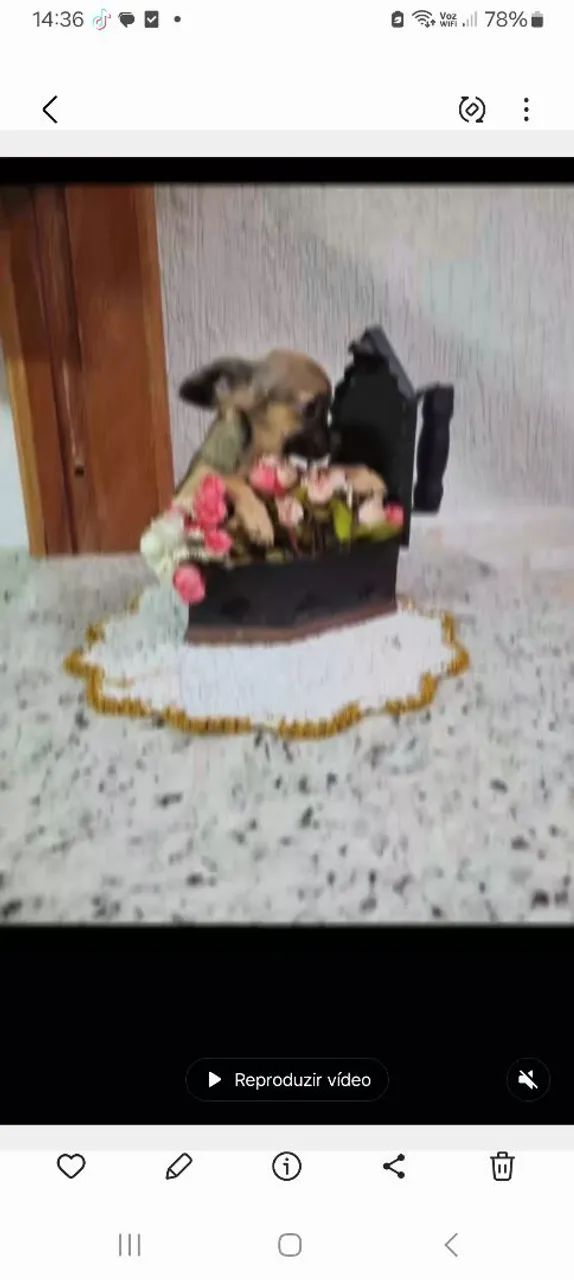 Chihuahua femea  - Foto 2