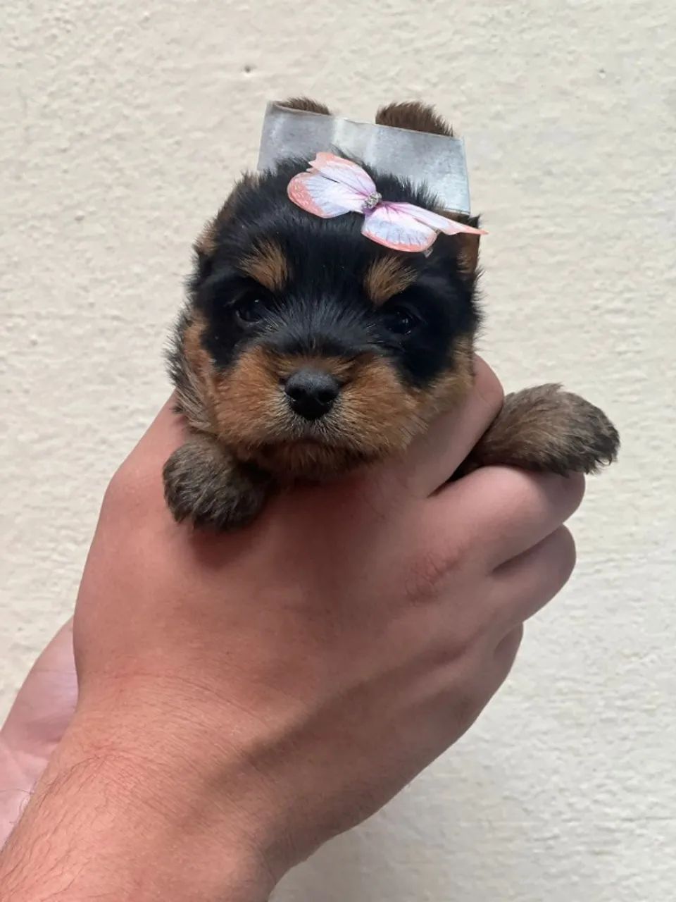 Yorkshire Terrier Mini - Ideal para Apartamento - Foto 2