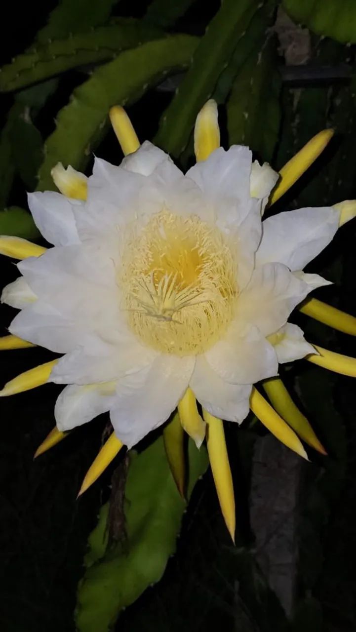 Mudas de Pitaya - Mais de 100 variedades ! - Foto 4