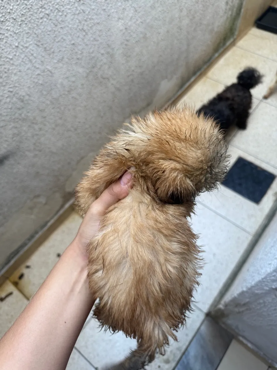 Vendo filhote de Shih Tzu