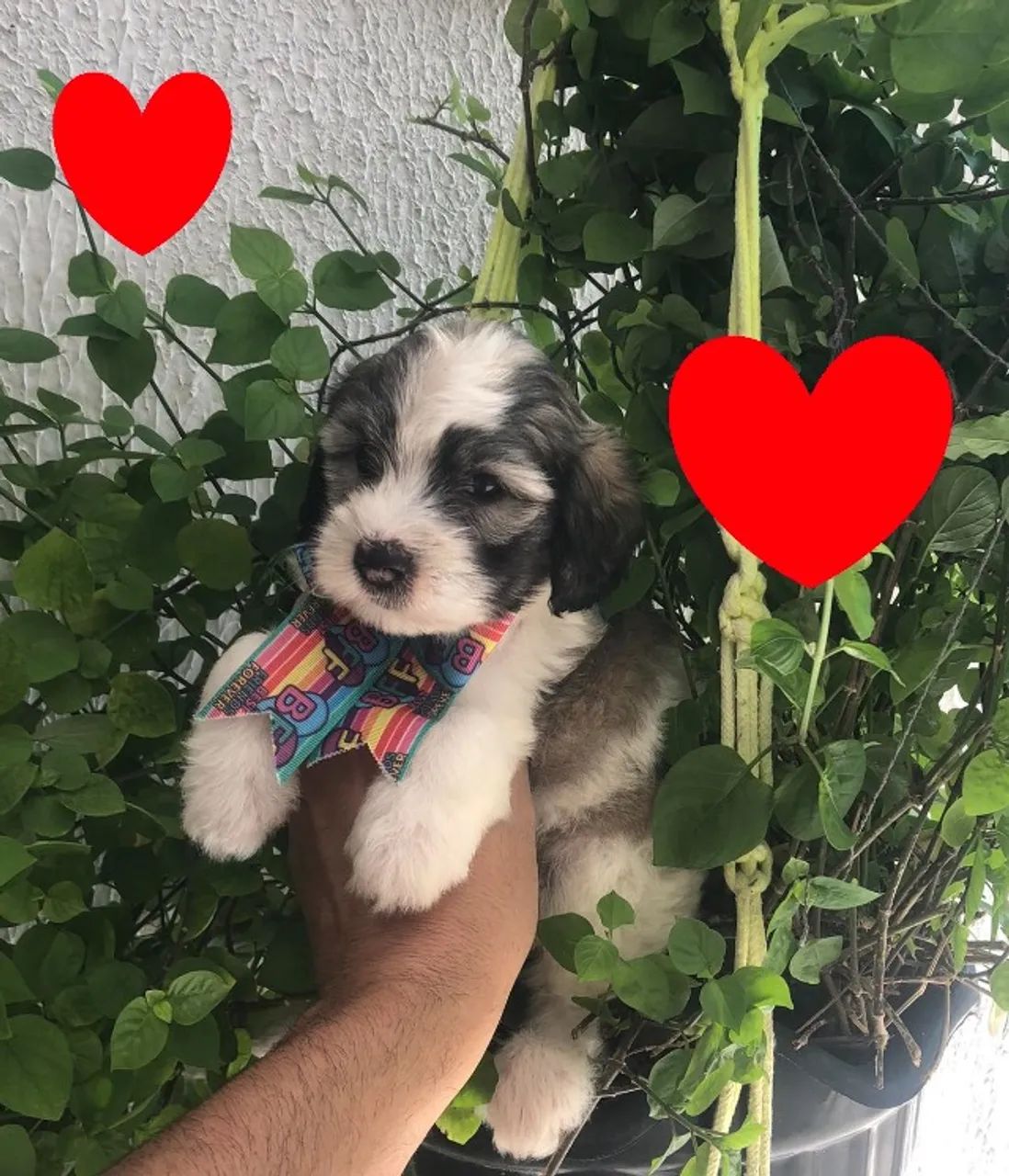 Ofertas do dia maltipoo com caminha brinde zap (85)99990.2592