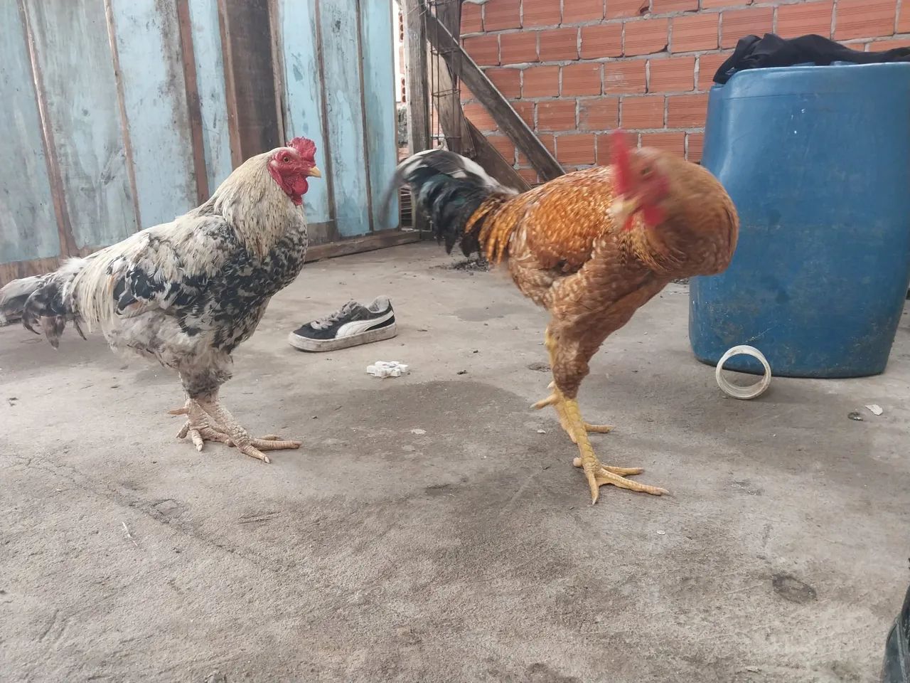 Galo índio gigante  - Foto 6