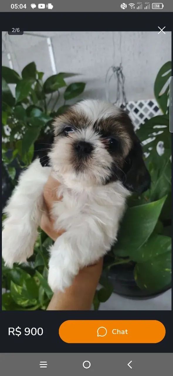 Vendo um lindo filhotinho de Shitzu macho  - Foto 5