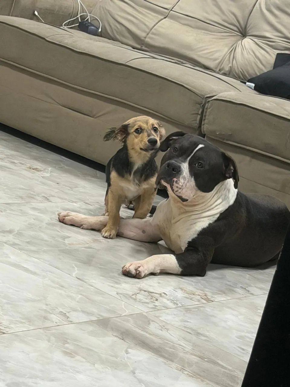 Blade e Nala  - Foto 4