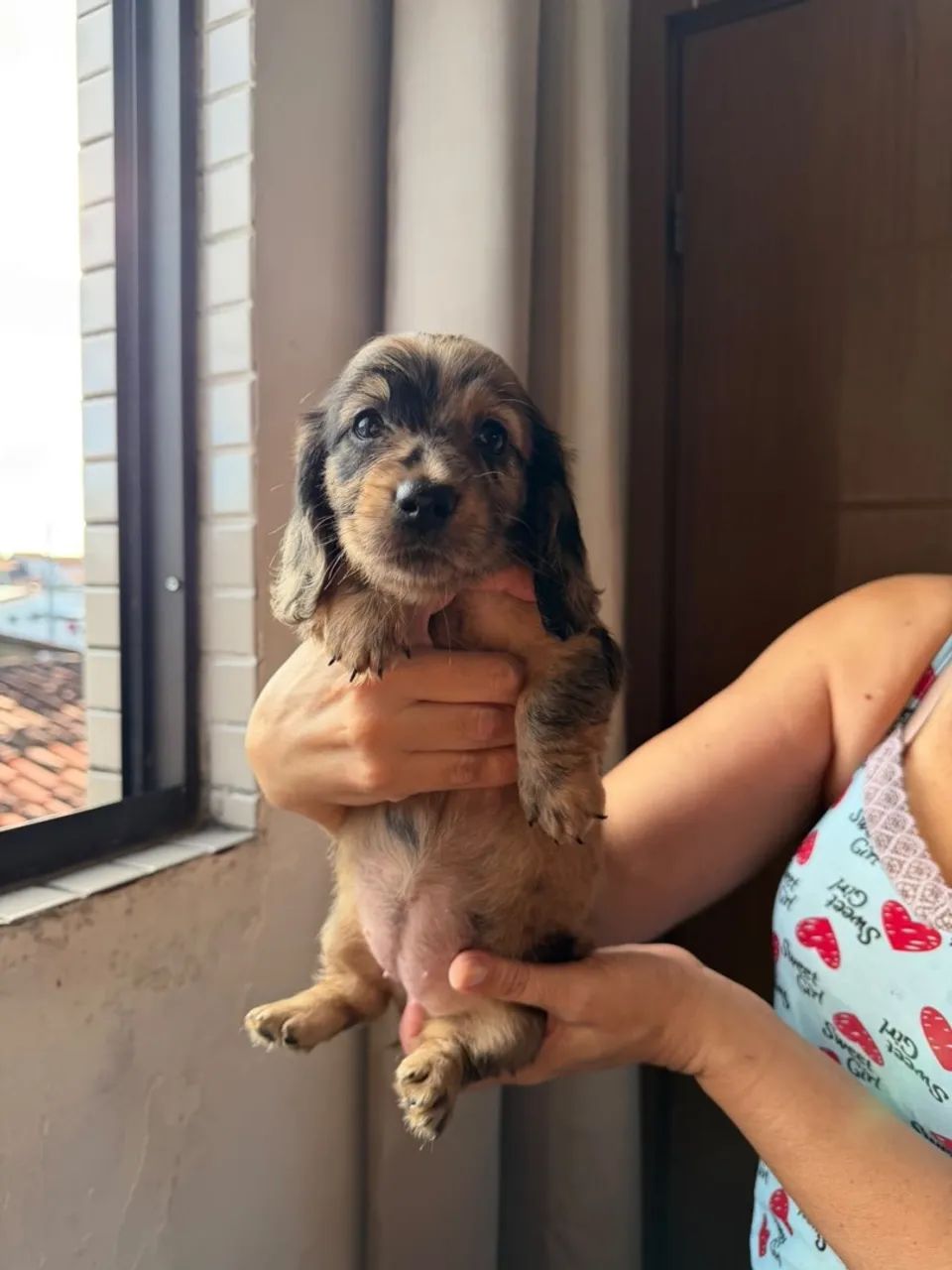 Cachorras raça dachsrund com pedigree - Foto 4