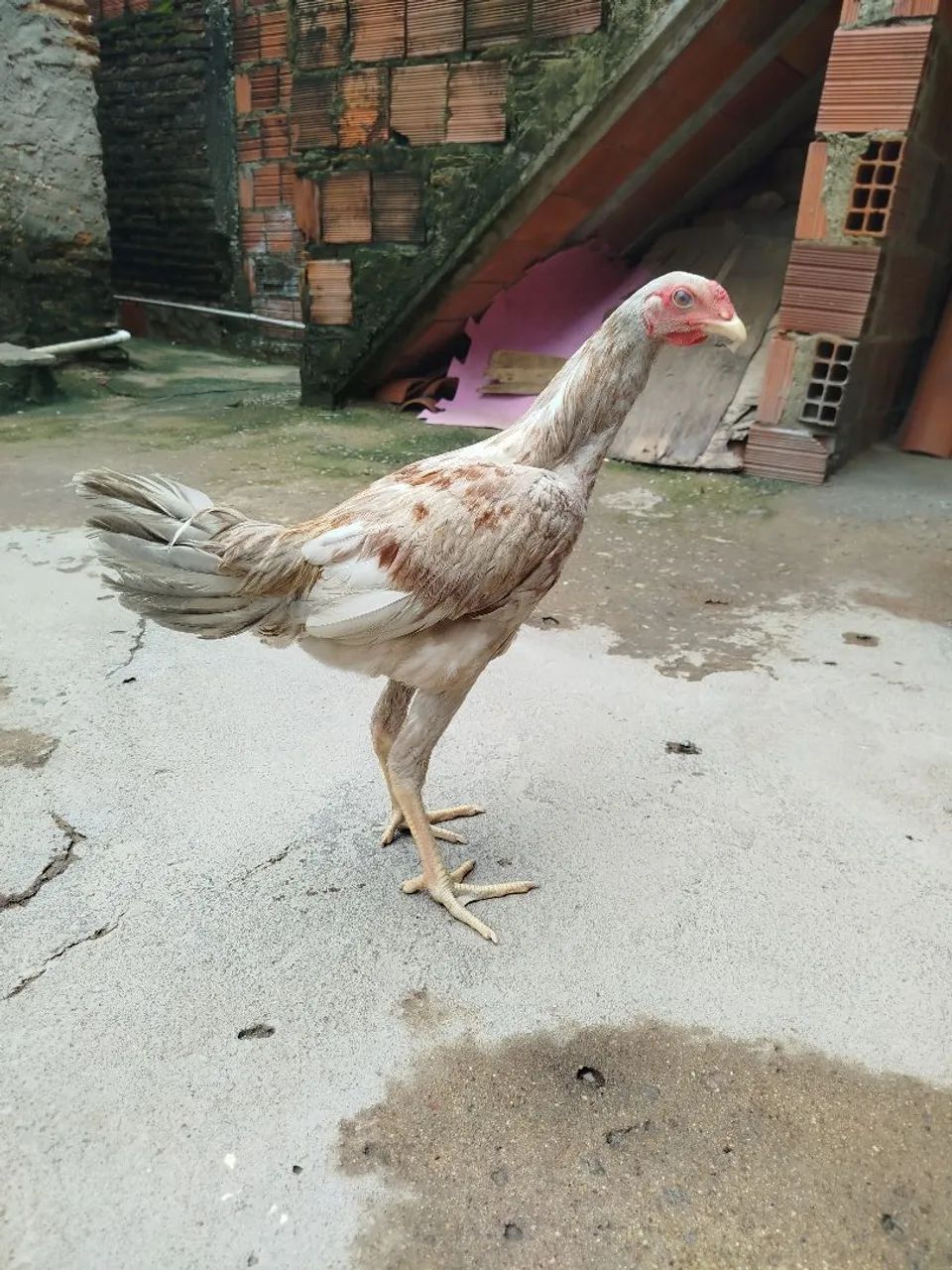 Galinha índio gigante  - Foto 3