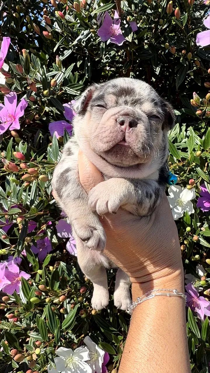 Bulldogue francês  - Foto 5