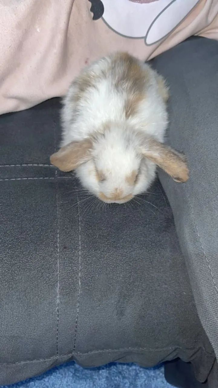 Coelho pet  - Foto 3
