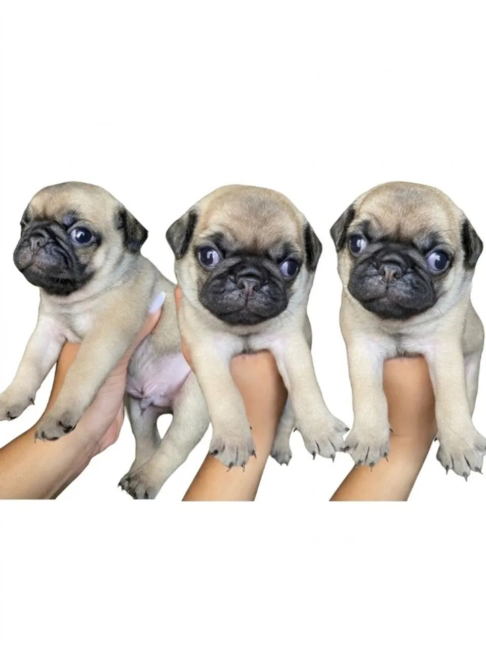 CACHORRO PUG - MINIATURA - Foto 2