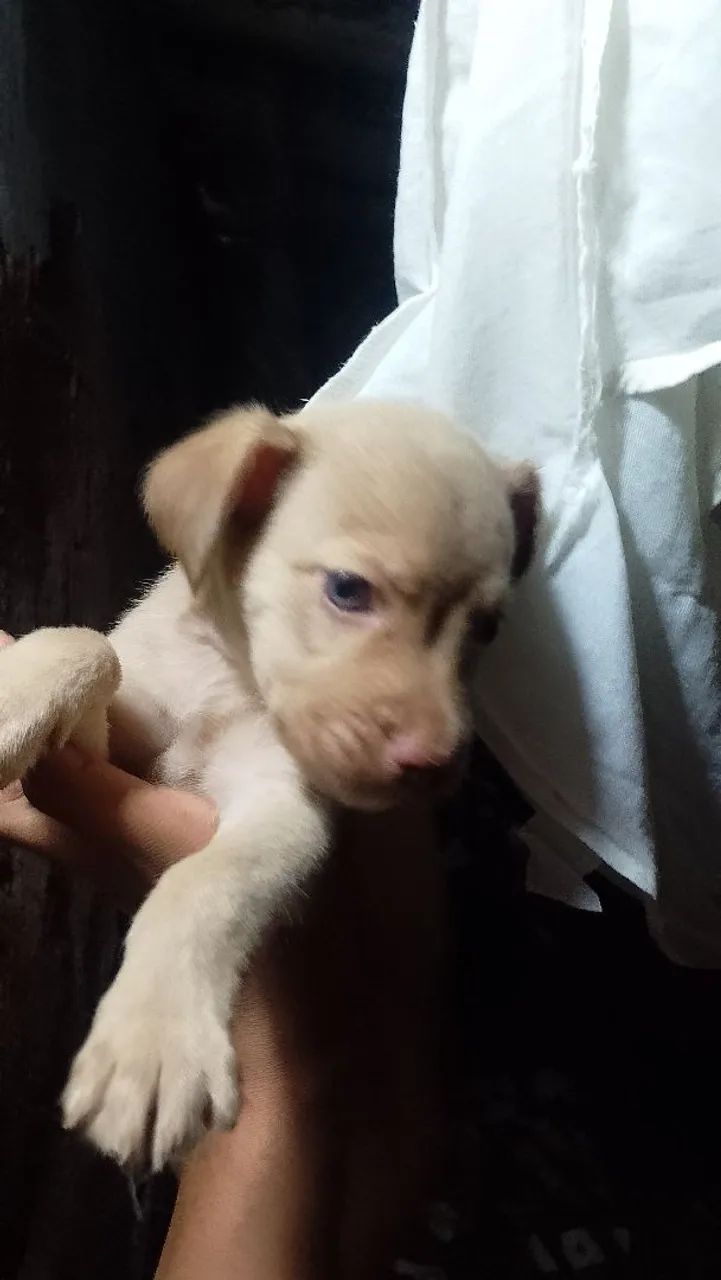 Vendo três cachorros de racha misturada Pitbull com vira lata por 150 cada 