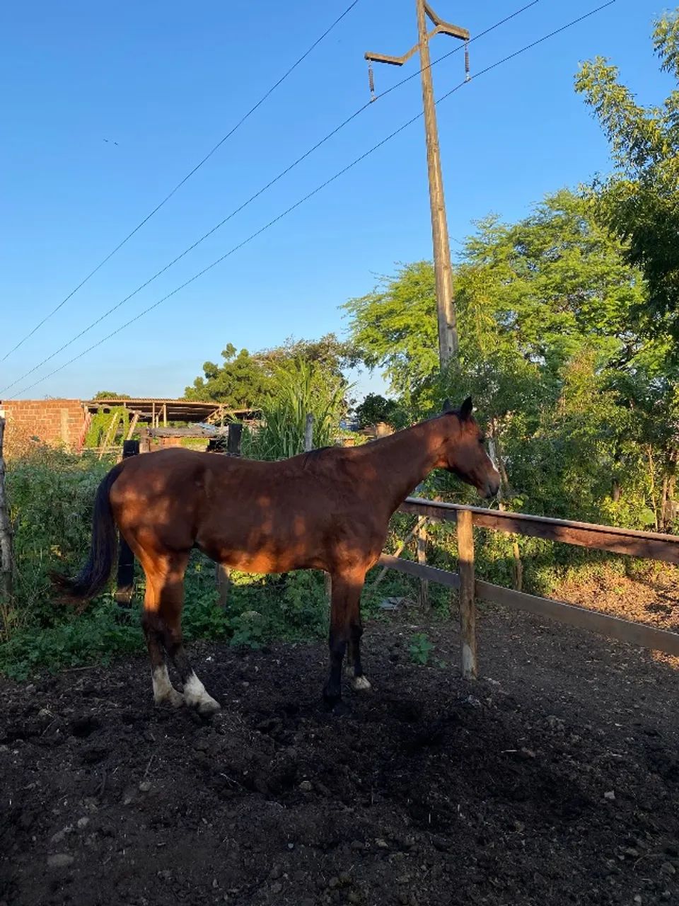 Cavalo.  13.000$ - Foto 3