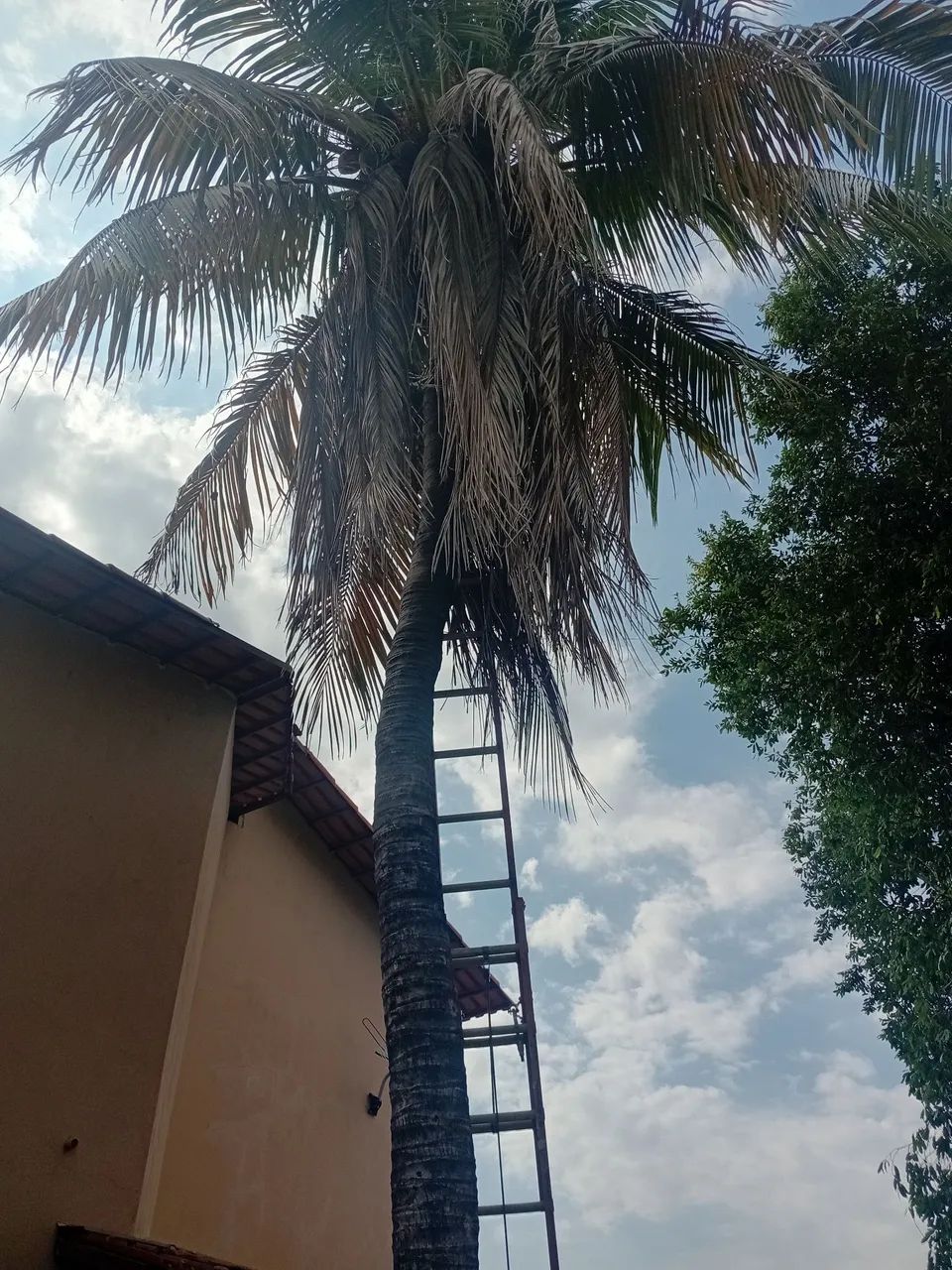 Poda de árvores palmas  - Foto 3