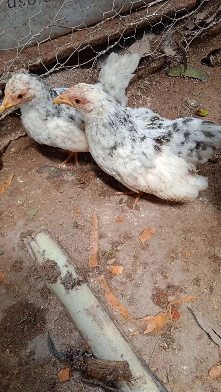 Franguinhos Nagasaki  - Foto 5