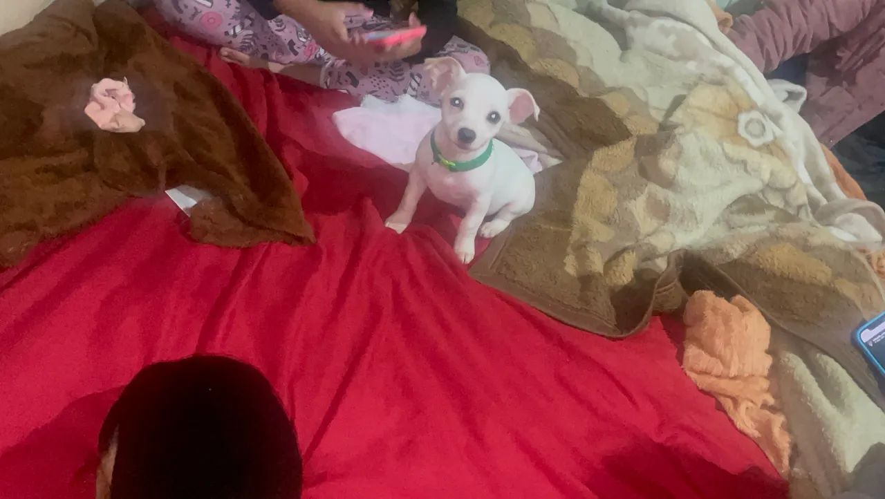 Pinscher 01 branco ele é raro - Foto 3