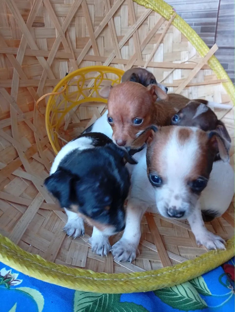 Pinscher 0 machos e fêmeas - Foto 2