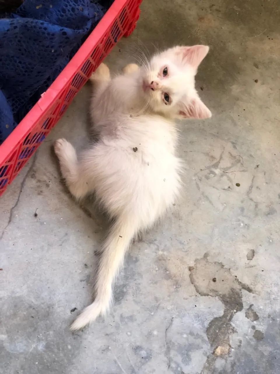 Adoção responsável  - Foto 3