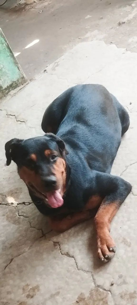 Hottweiler fêmea  - Foto 2