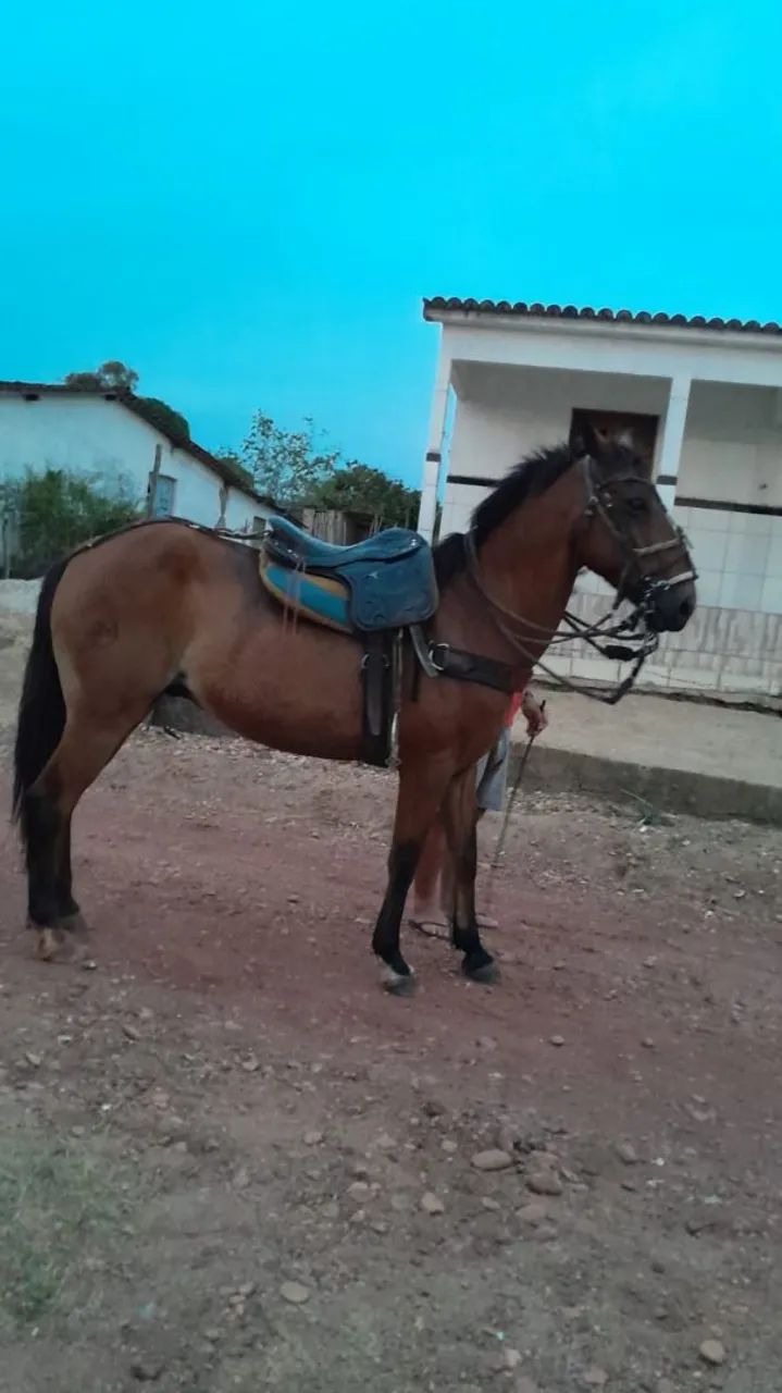 Vendo esse cavalo 