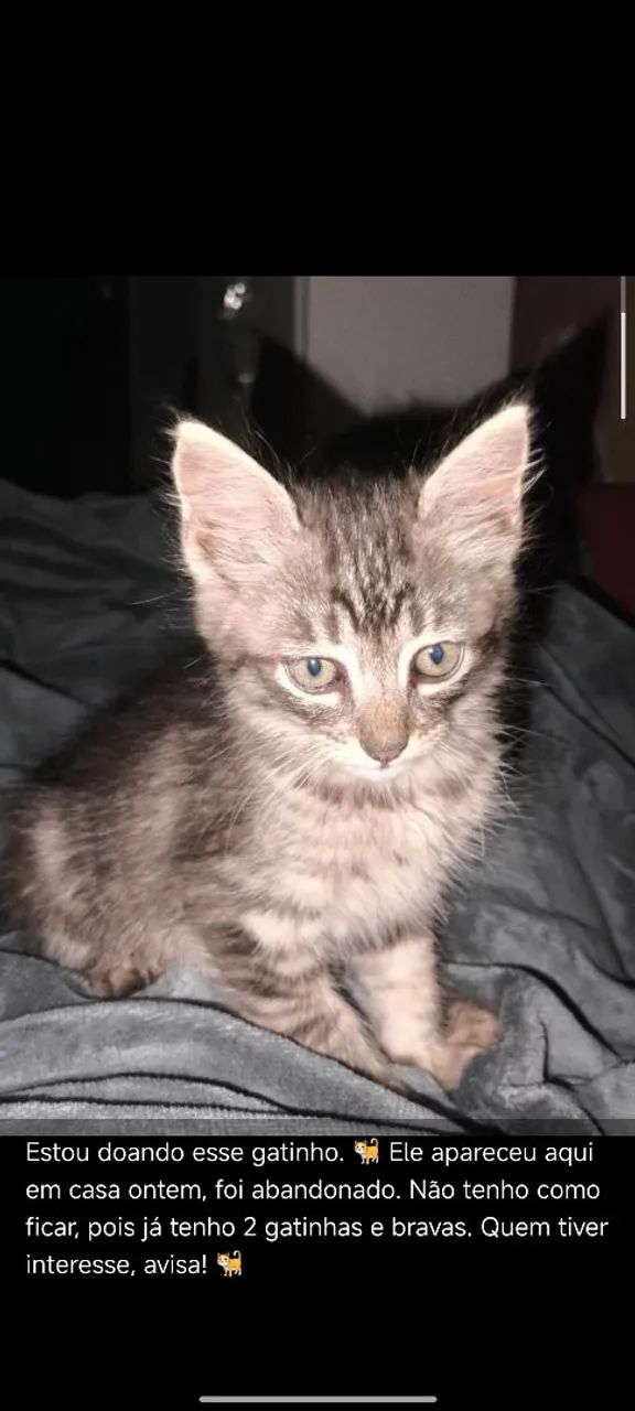 Doação de gatinho Planaltina DF