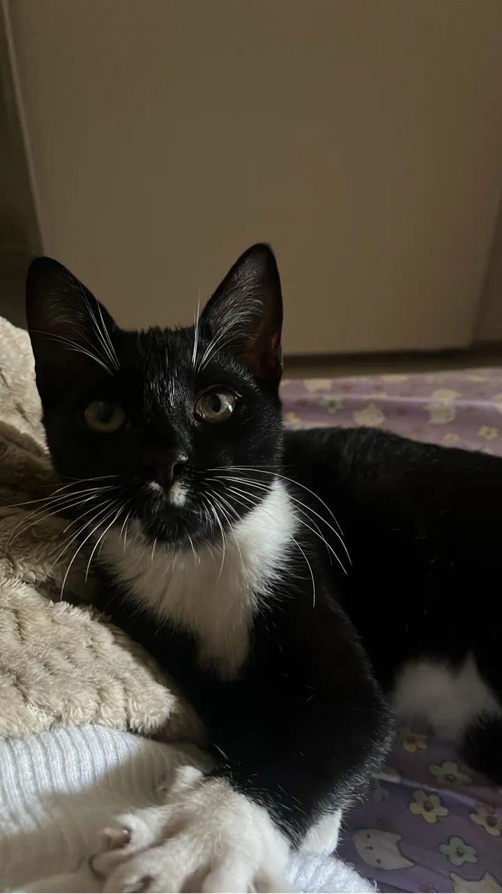 doa-se gatinho macho 