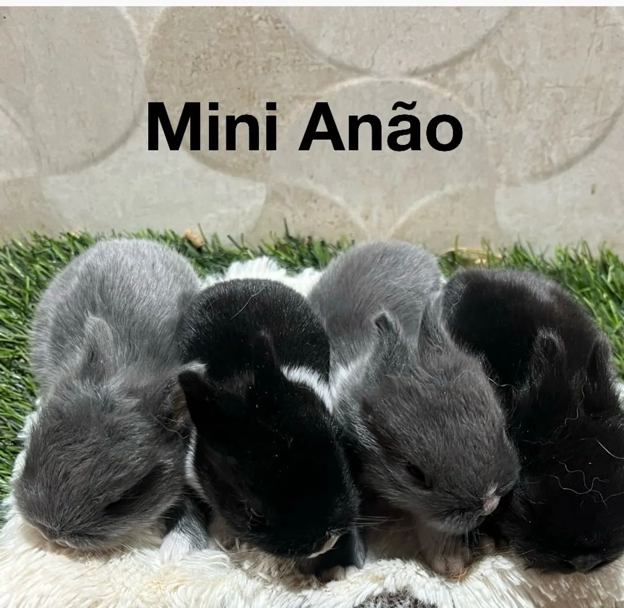 Mini coelhos 