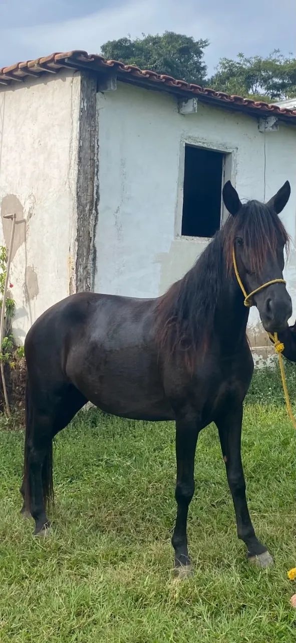 Égua 
