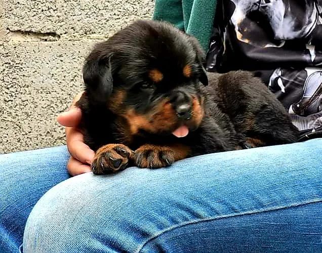 Rottweiler alemão perfeito - Foto 5