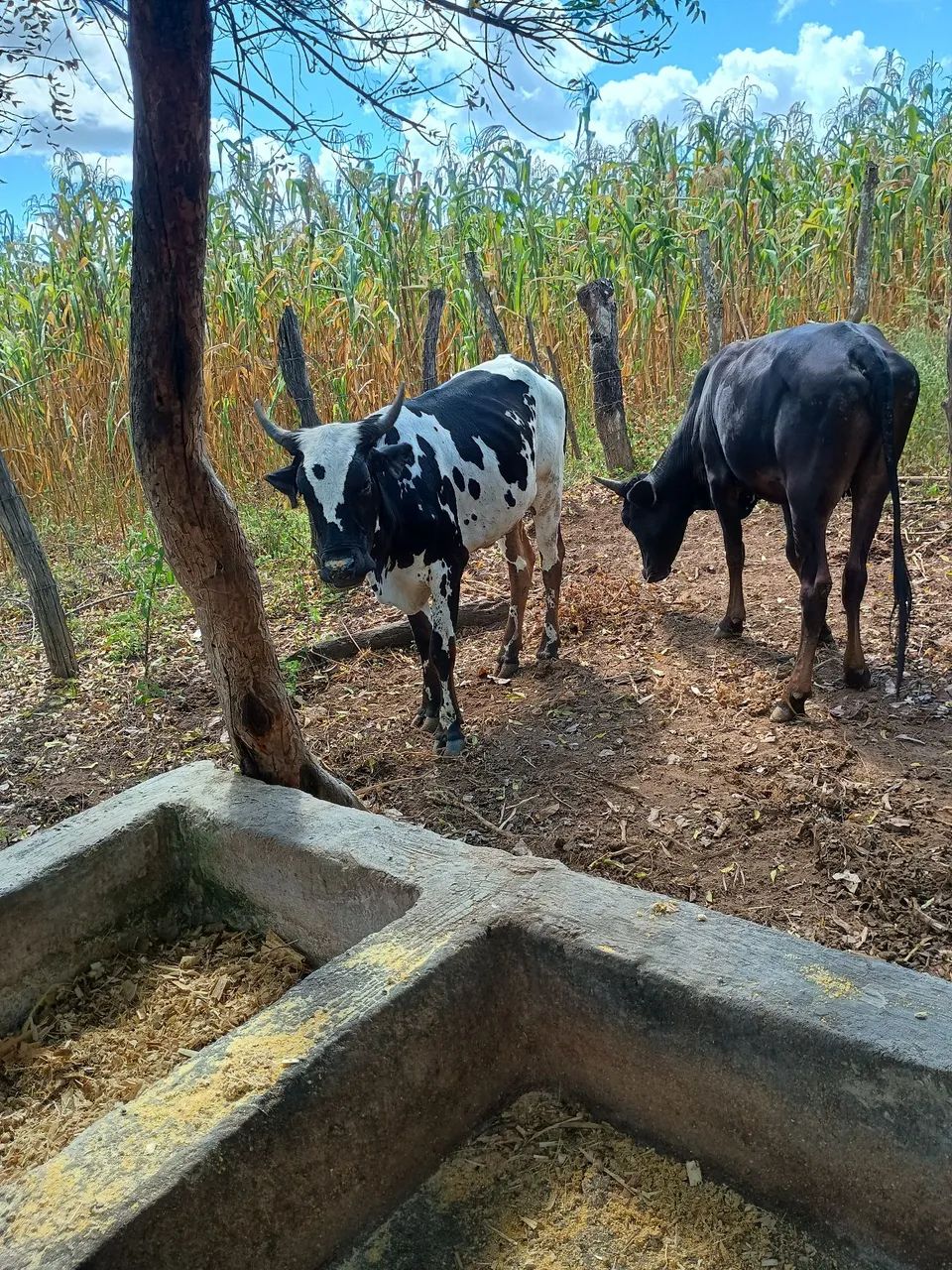 Novilhas  - Foto 4