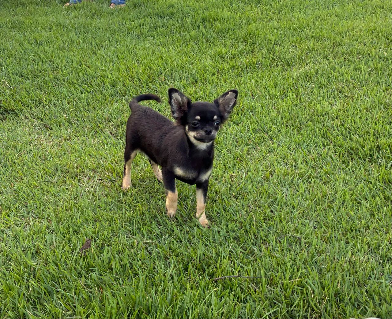 Chihuahua  - Foto 2