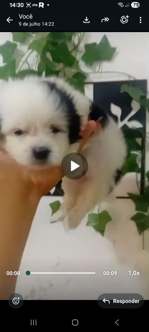 Pet amor ?  - Foto 2