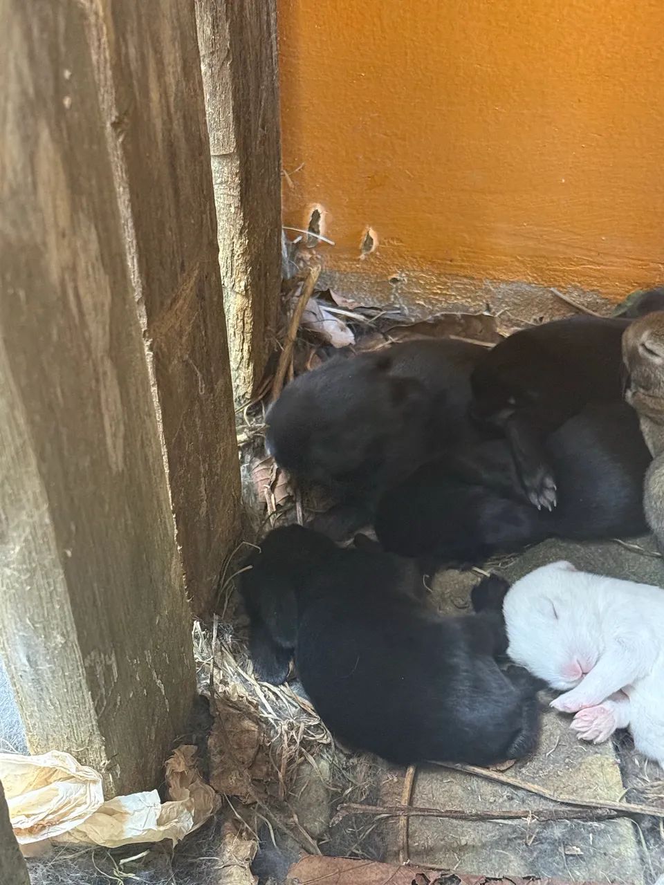 Coelhos  - Foto 3
