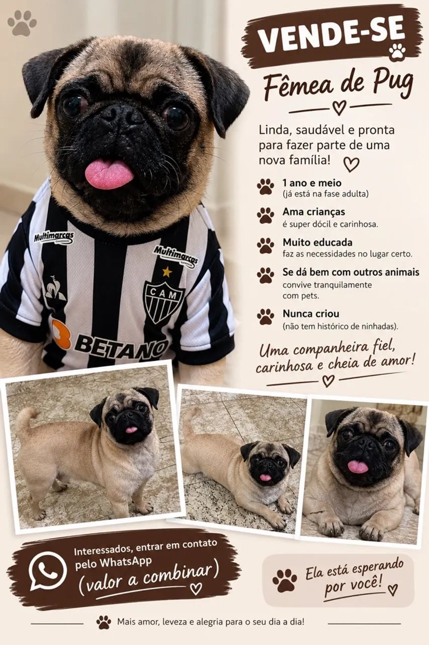 Fêmea de Pug