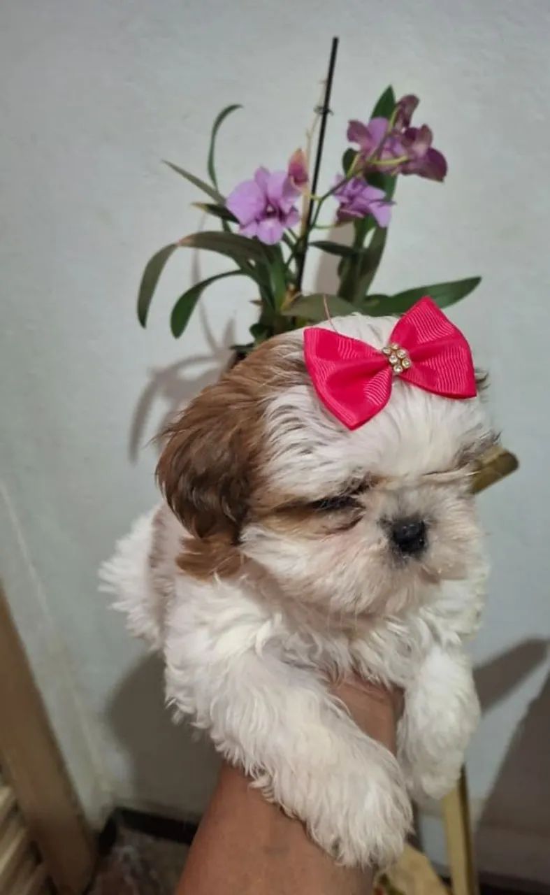 Shitzu fêmea 
