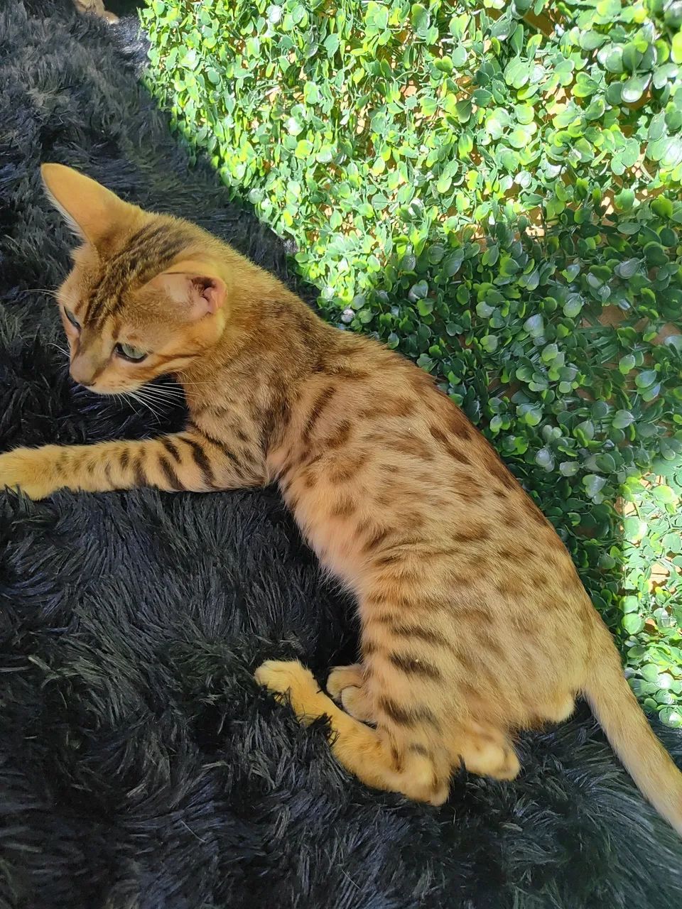 Gato Bengal 