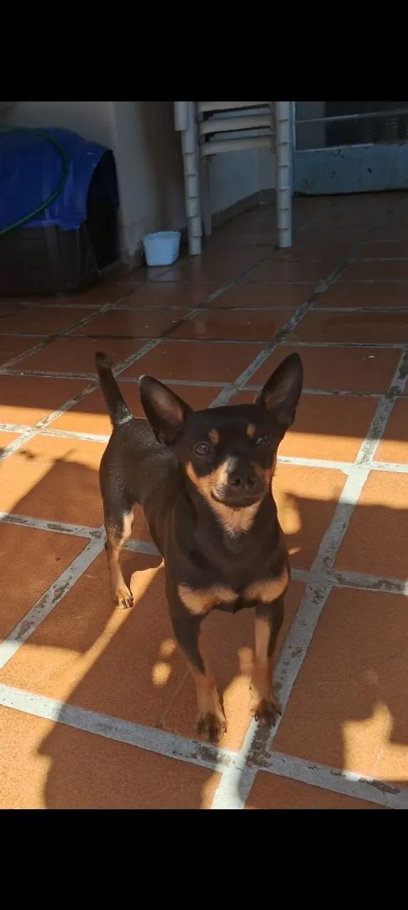 Pinscher machinho  - Foto 2