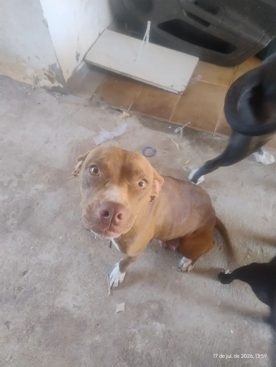 Pitbull  - Foto 3