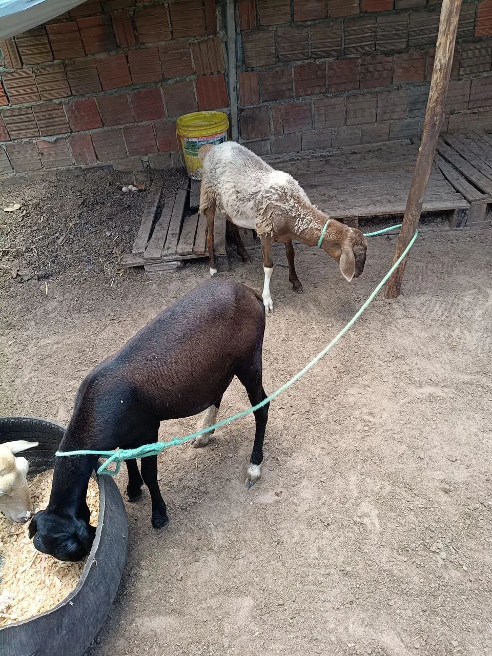 Ovelhas 