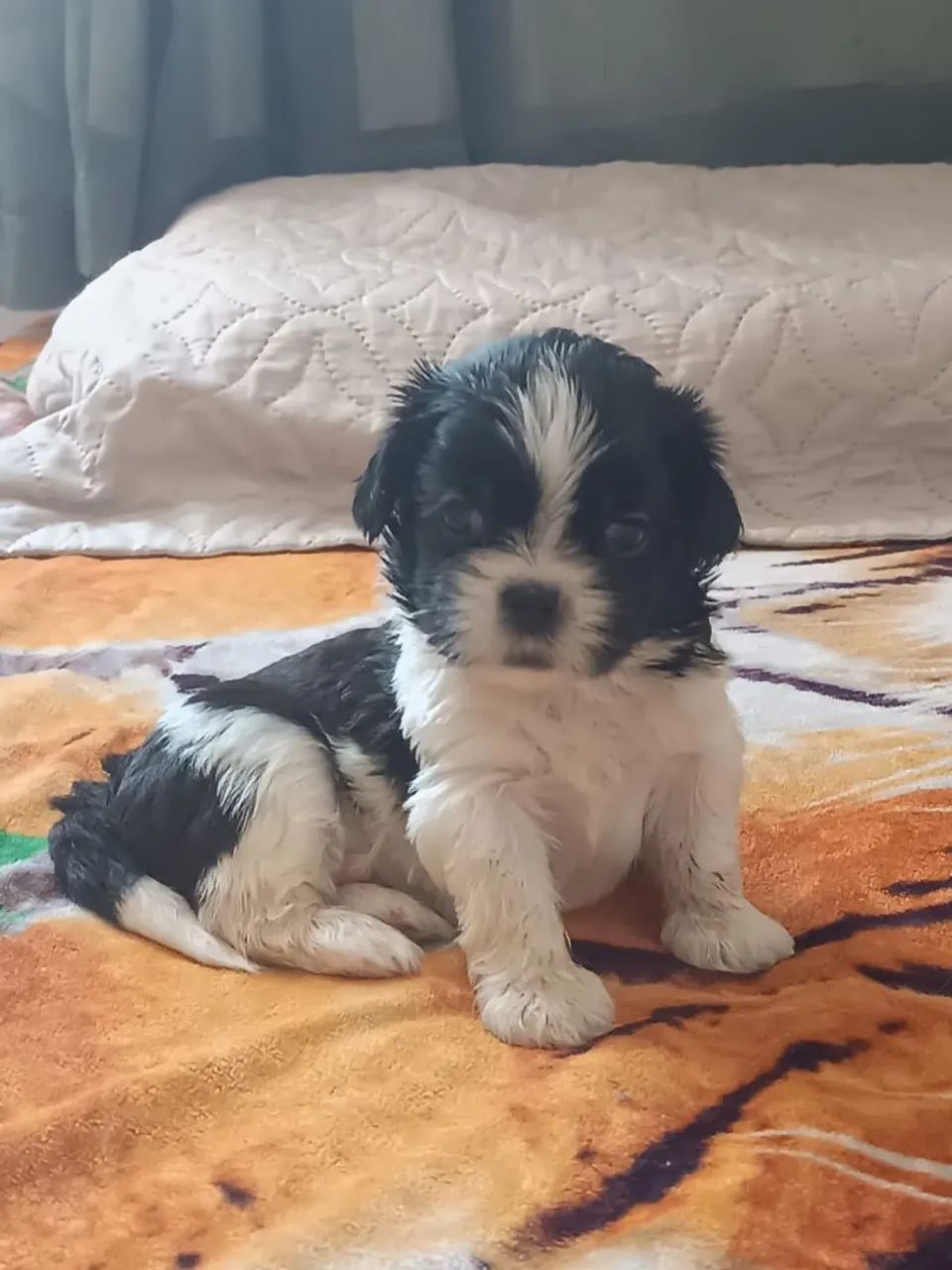 Vendo Shitzu  - Foto 4