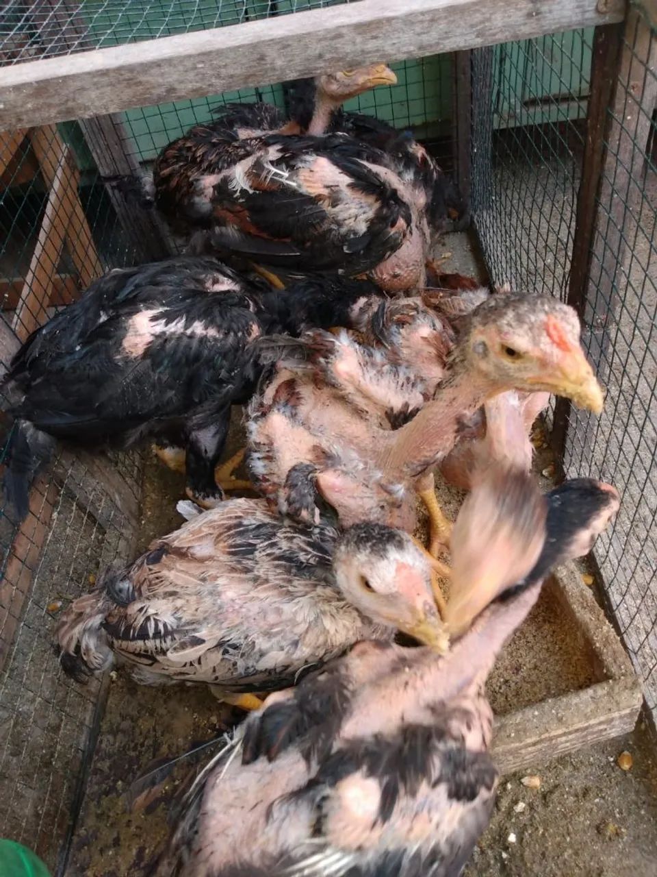 Frango Bico Curto - Foto 5