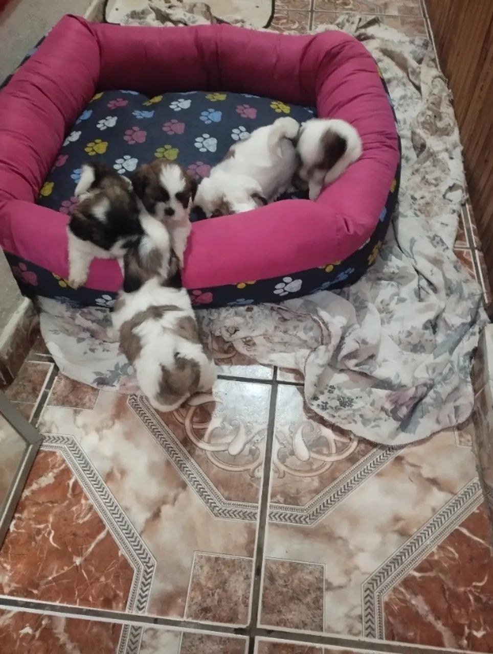 Filhote de Shitzu machos  - Foto 2