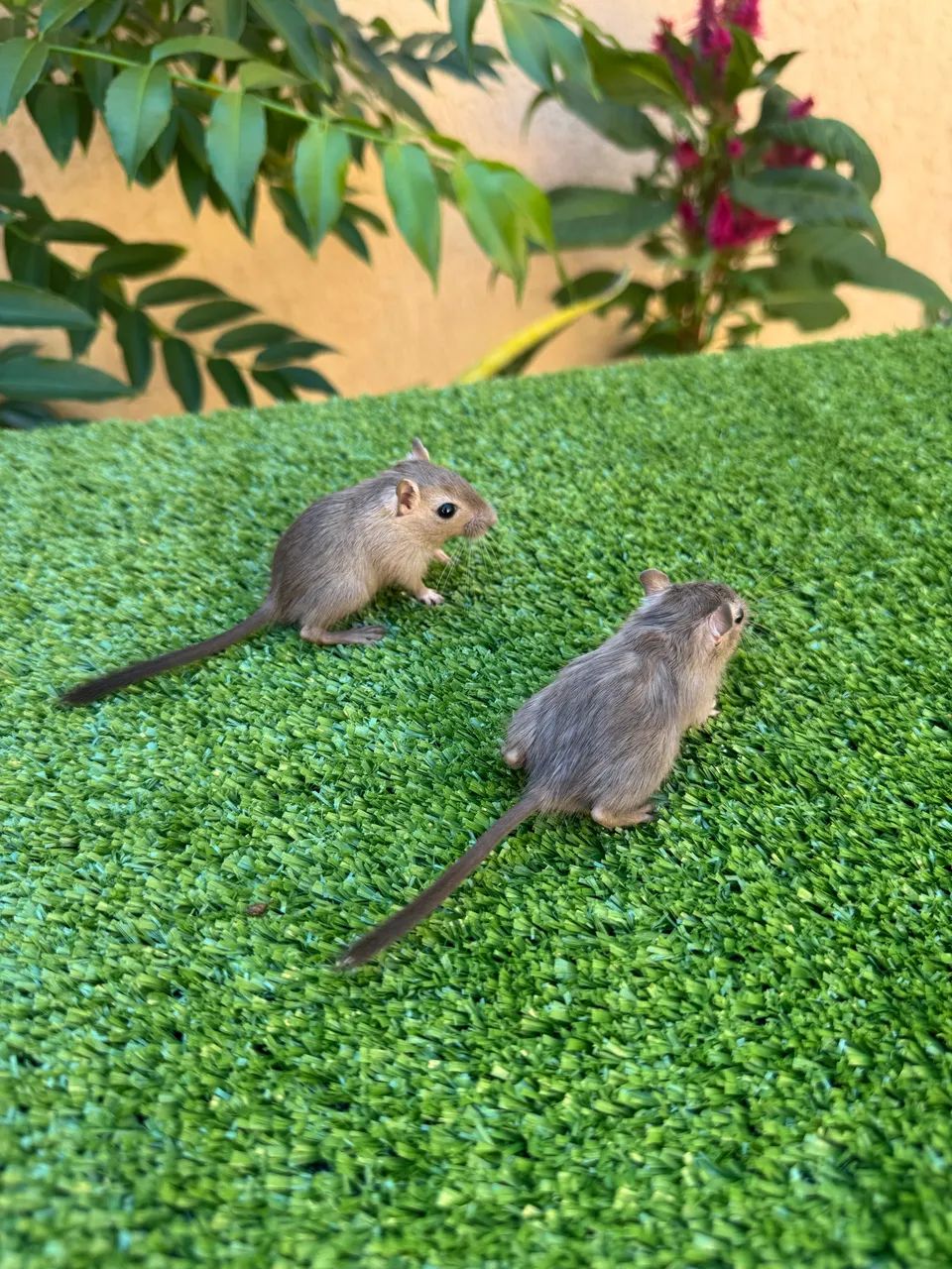 Gerbil  - Foto 3