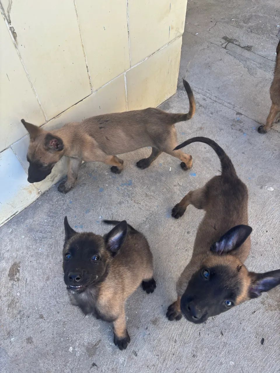 VENDO FILHOTES DE PASTOR BELGA MALINOIS - Foto 2
