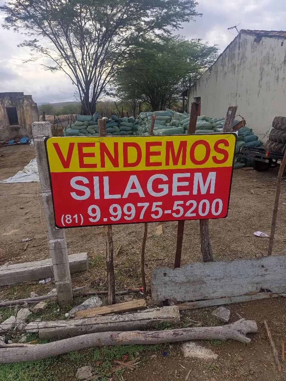 Silagem de milho  - Foto 2