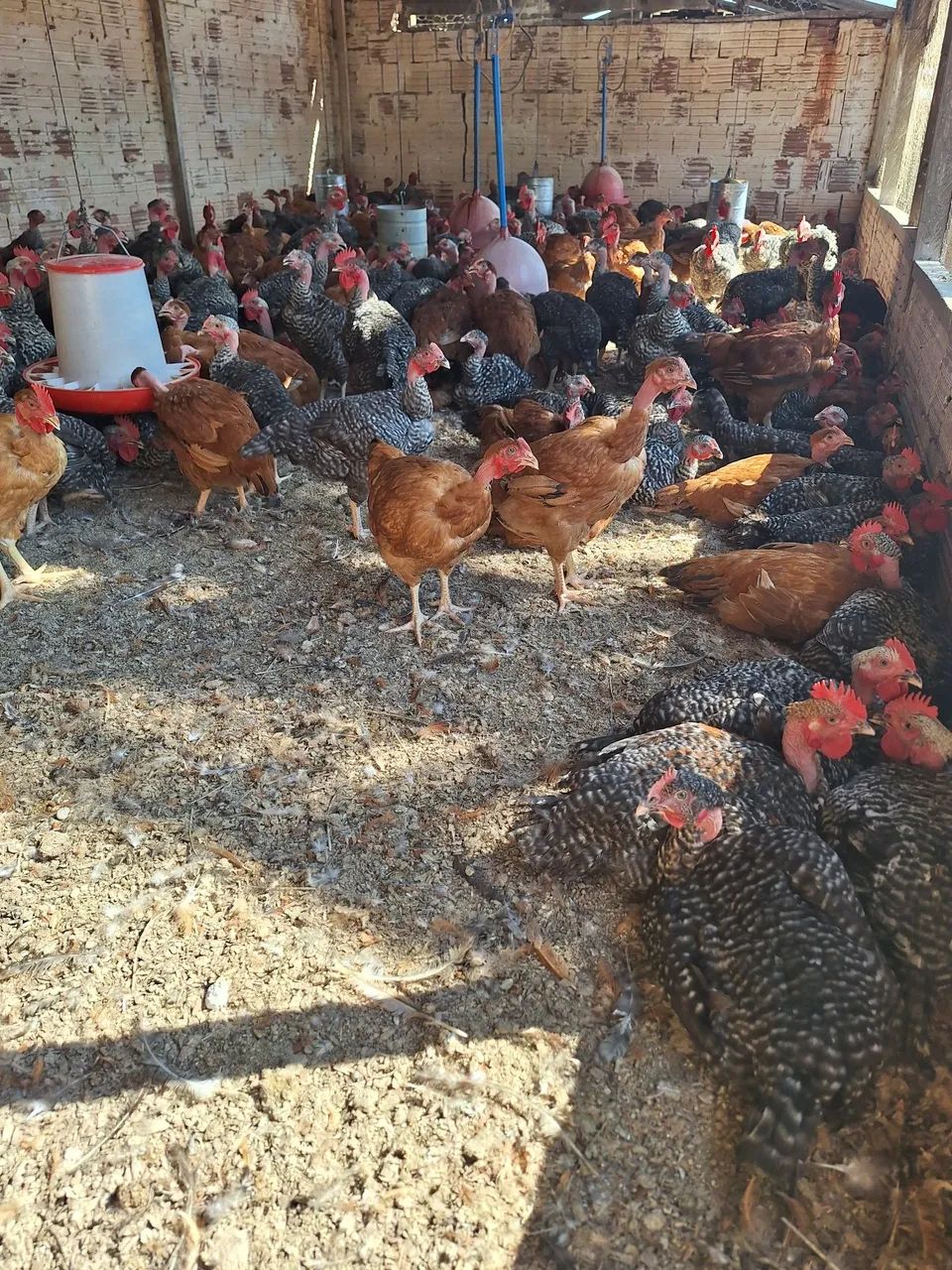 Venda Frango e Frangas  - Foto 2