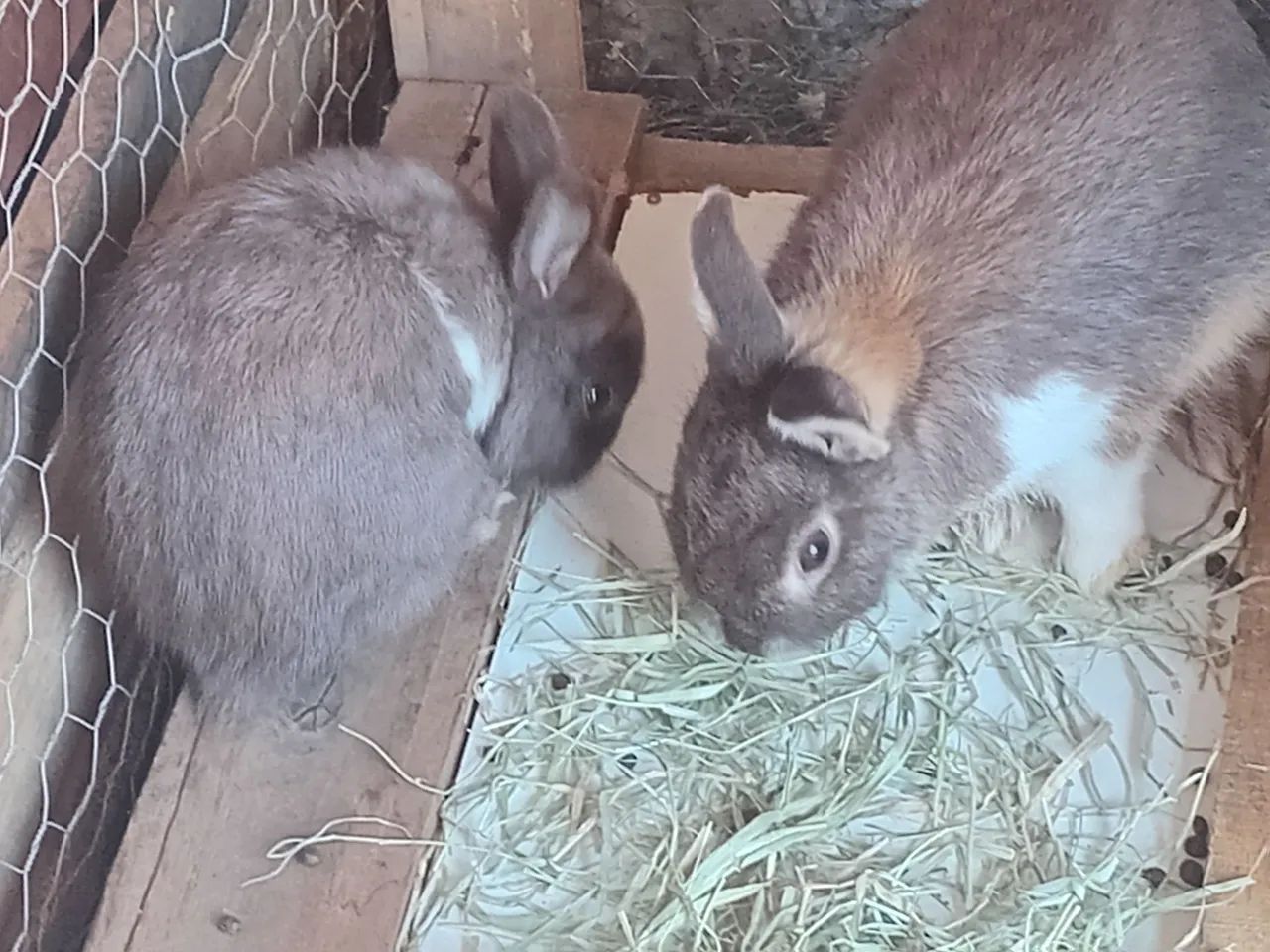 Coelhos raça  - Foto 2