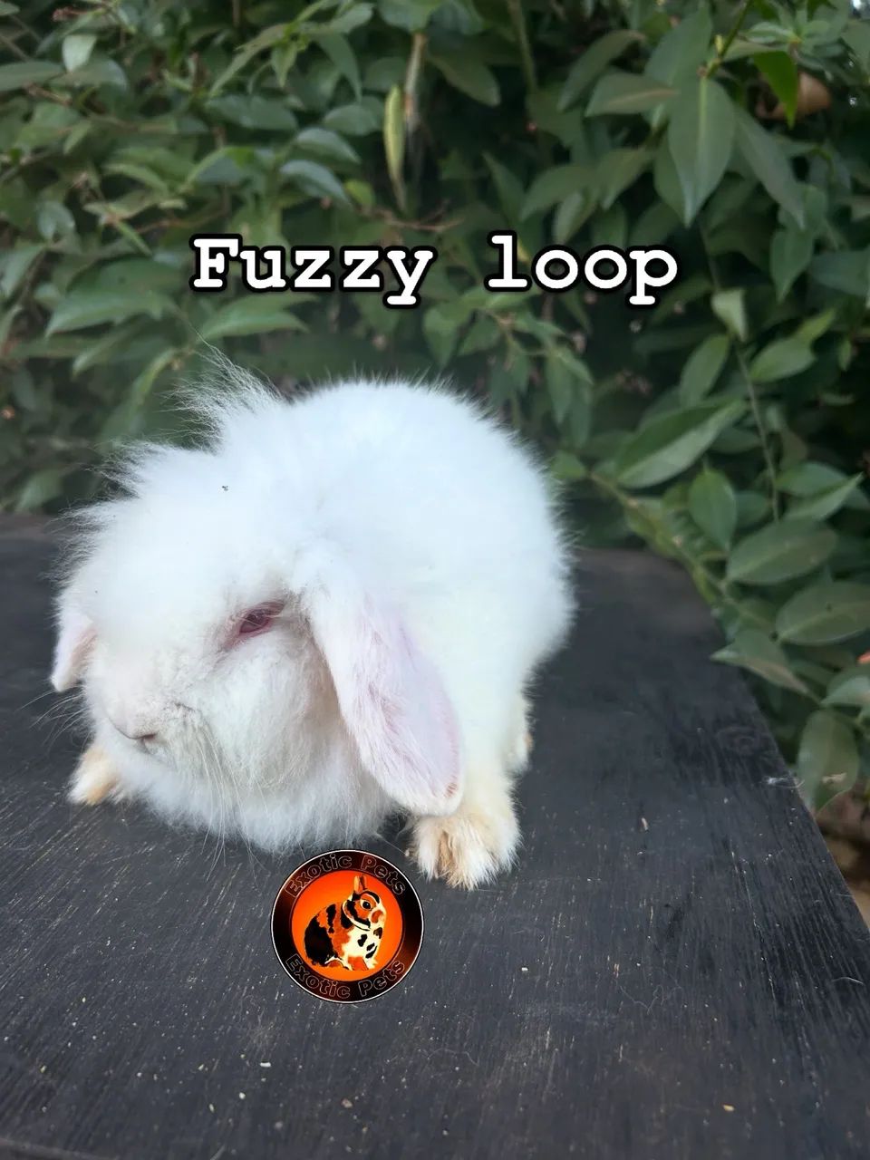 Fuzzy loop ? - Foto 2