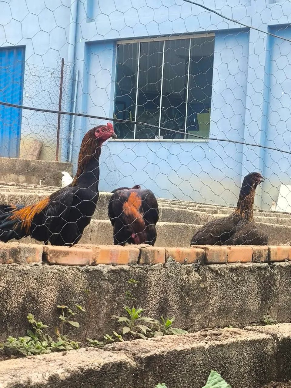 Frango para criar ou para abater! - Foto 2