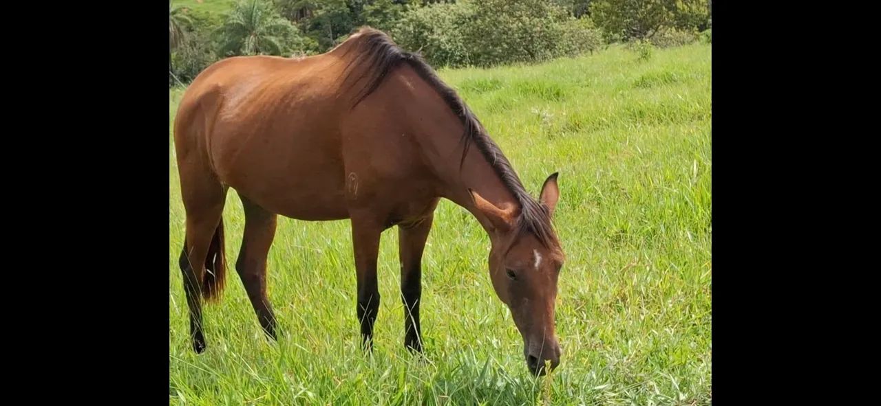 Animais batida  - Foto 4